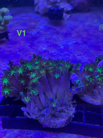 DIY LED Strip 15W Setup #1 ReefManager DIY Edition