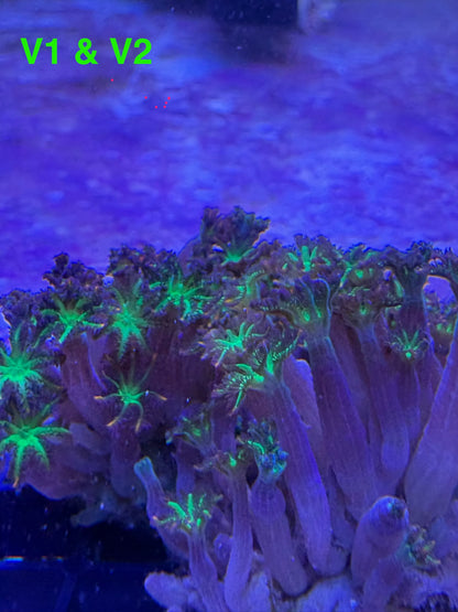 DIY LED Strip 15W Setup #1 ReefManager DIY Edition