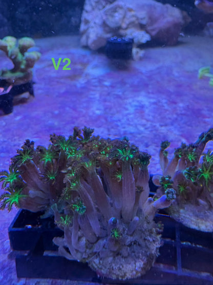 DIY LED Strip 15W Setup #1 ReefManager DIY Edition